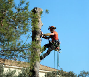 Quel est le prix de l'élagage d'un arbre